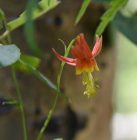 Aquilegia formosa Crimson Columbine