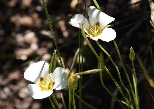 Calochortus leichtlinii Leightins Mariposa Lily 3
