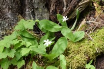 Clintonia uniflora Avalanche Lake Trail