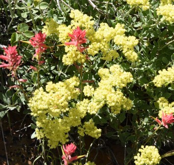 Eriogonum umbellatum v. nevadense and Indian Paintbrush