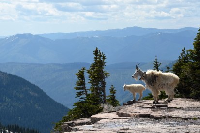 Goats at the Hidden Lake Lookout