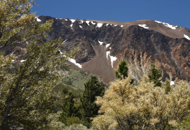 Mountain Mahoghany in foreground