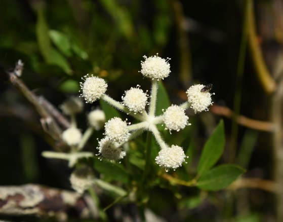 Rangers Button Sphenosciadium capittelatum PL