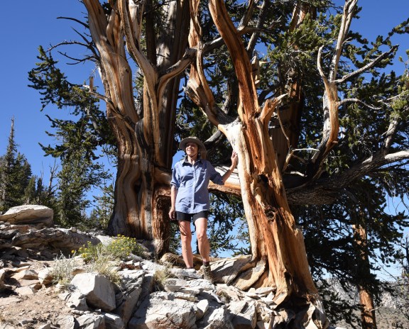 lynn-with-bristlecone-pine