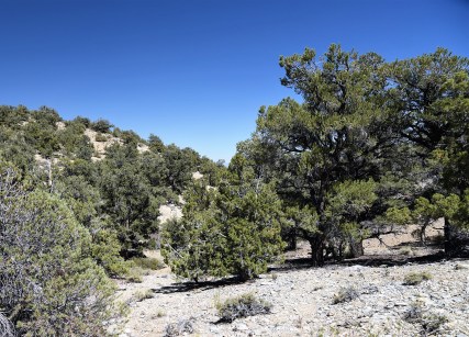 pinyon-pine-juniper-woodland