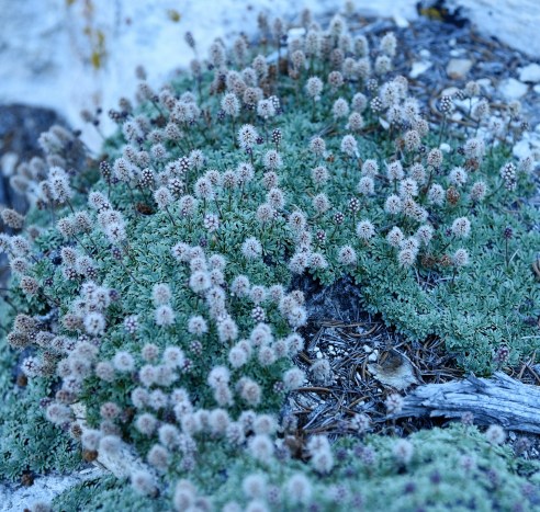rock-spirea-bristlecone-pine-forest
