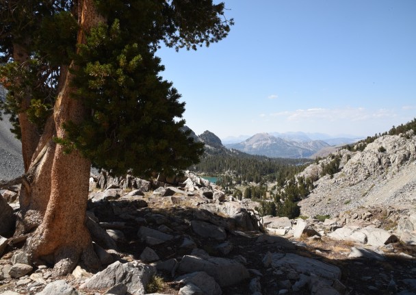 cool-lodgepole-pine-on-duck-pass-trail