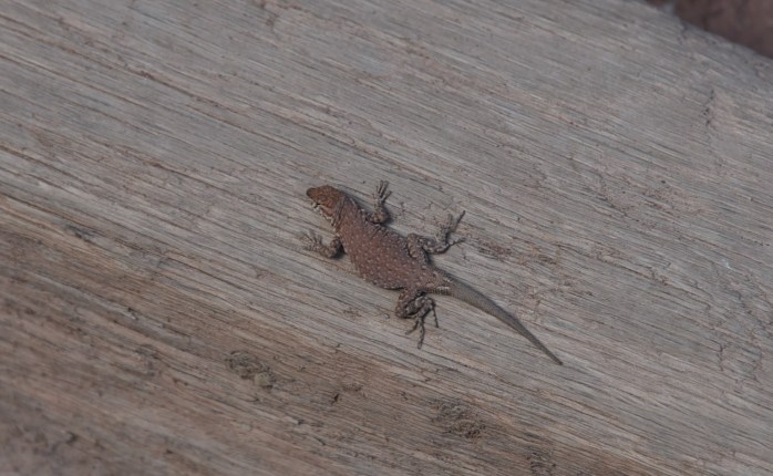 little-critter-in-canyon-de-chelly