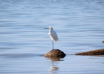 birds-at-bird-island-2