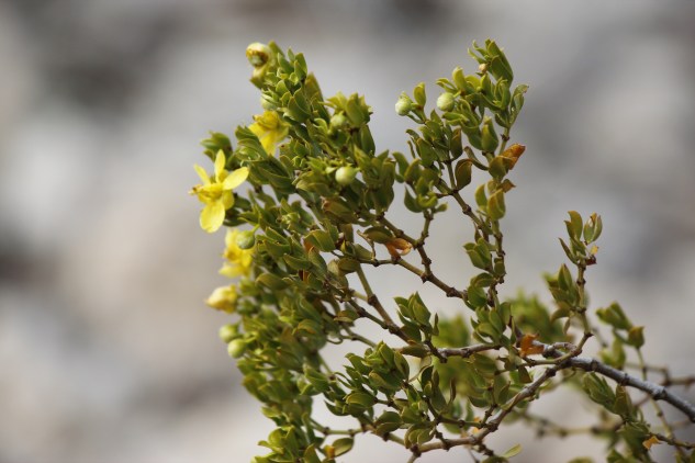 Creosote Bush.JPG