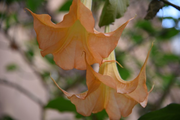flowers-along-river-walk