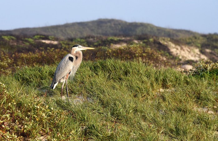 heron-on-dune-early-morning