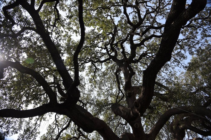 live-oak-at-alamo