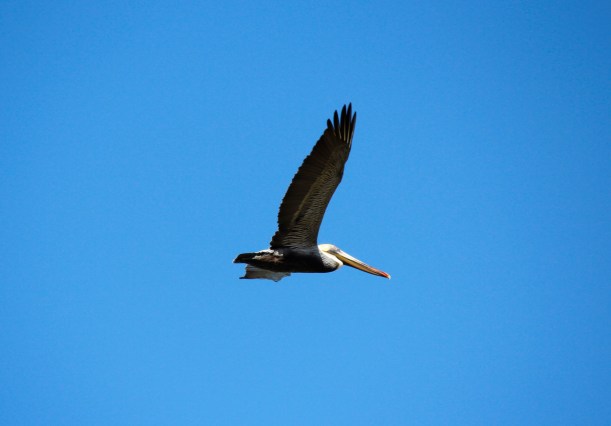 Pelican 3 over Laguna Madre.jpg