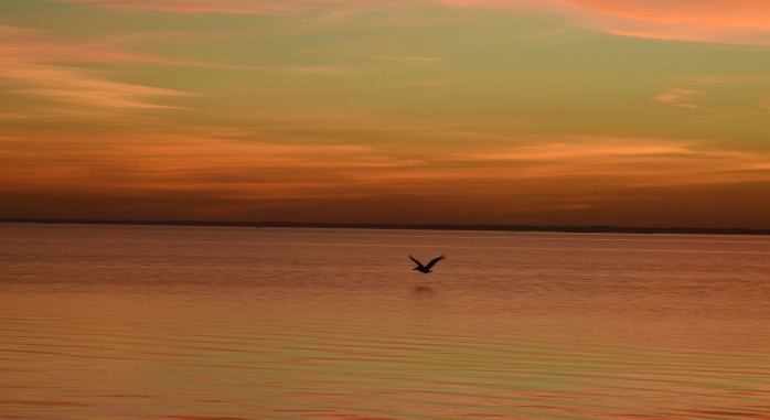 pelican-on-laguna-madre