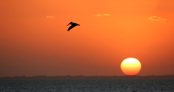pelican-over-laguna-madre