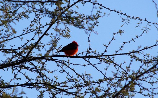 vermillion-flycatcher