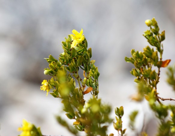 1-creosote-bush-in-bloom
