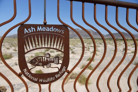 ash-meadows-2