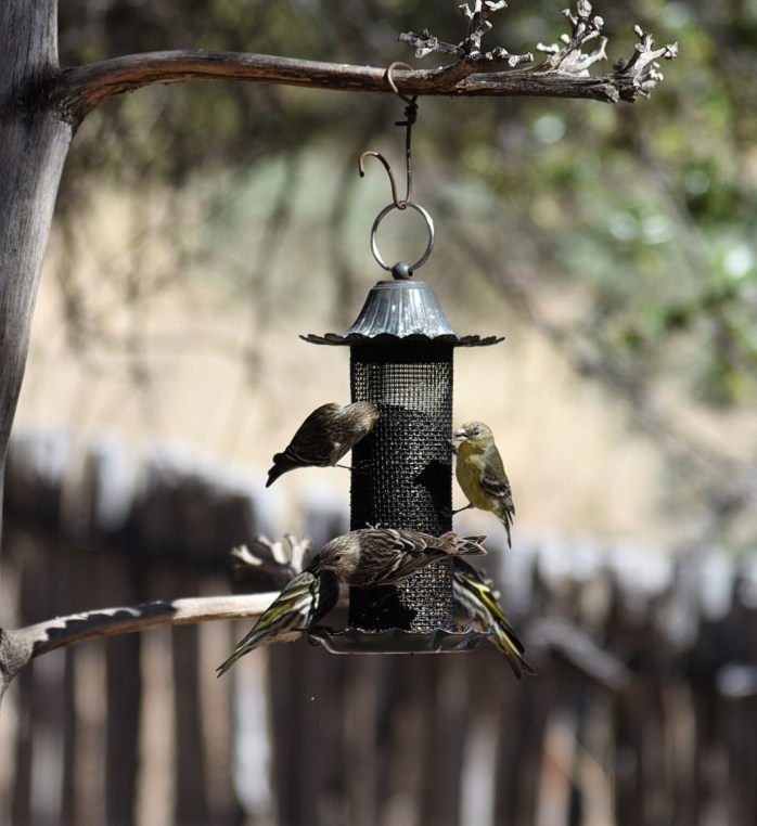 birds-at-feeder