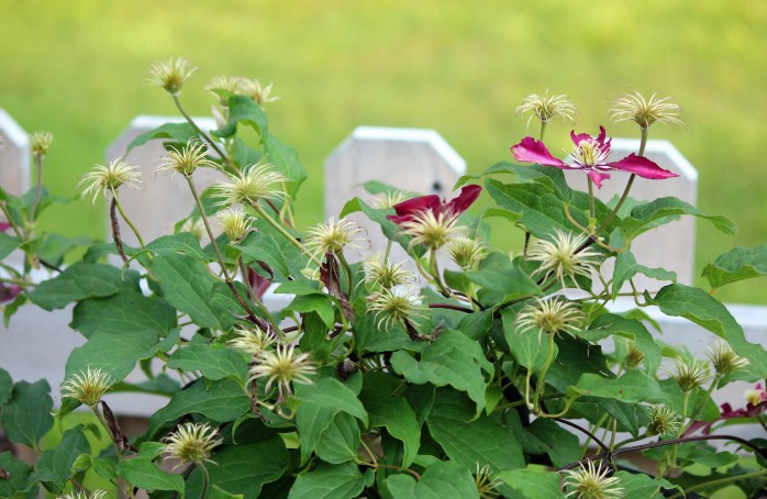 clematis