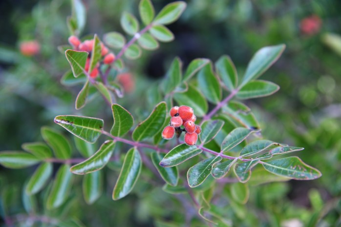 pine-canyon-4-evergreen-sumac-rhus-virens