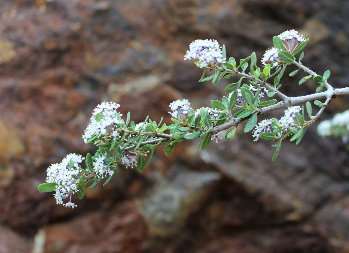 Ceonanthus greggii Buckthorn 2