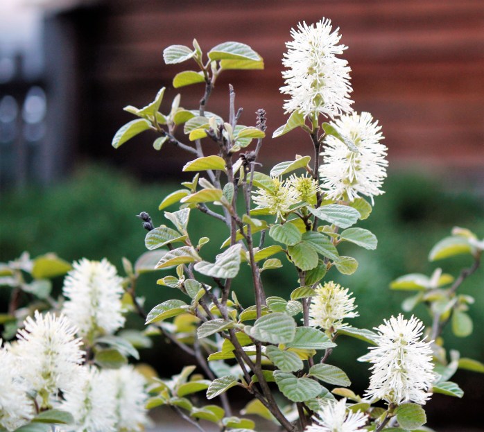 fothergilla-2