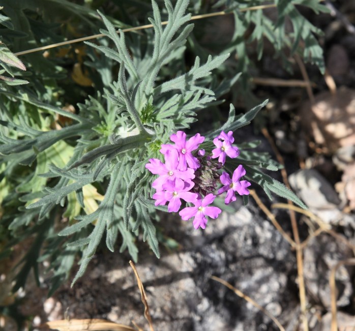 Glandularia wrightii, glandularia bipinnatifida var ciliata Davis Mountain Mock Vervain