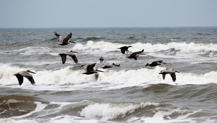 pelicans-flying-2