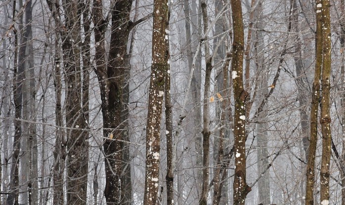 Woods Brook Rd (2) 3.27.17