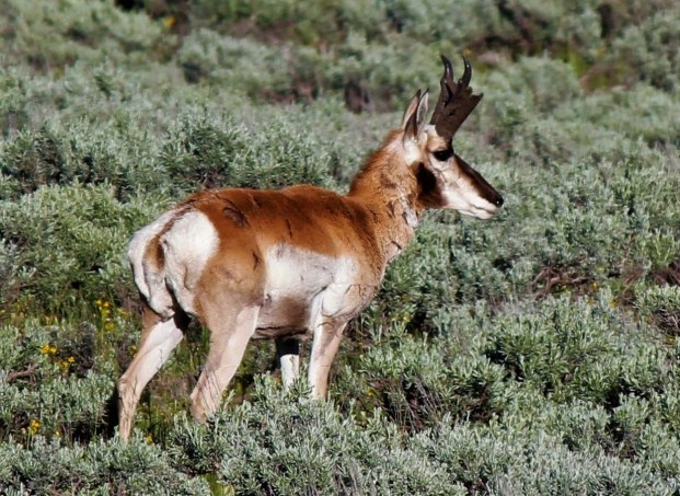 Antelope along Teton Park Road 2
