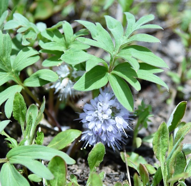 blooms Taggart Lake 3
