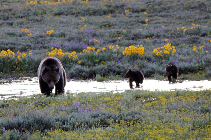 Grizzly andcubs