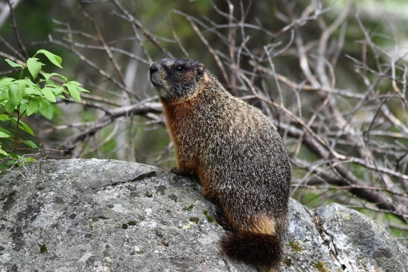 Marmot