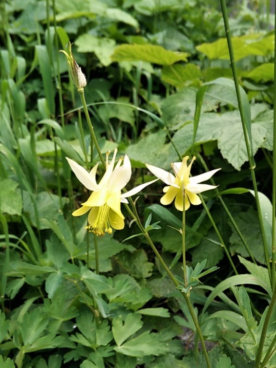 Columbine Aquilegia flavescens