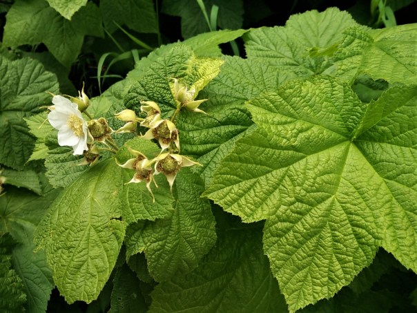 Thimbleberry