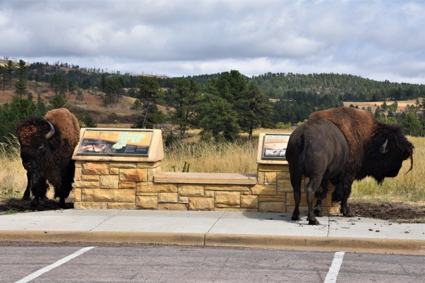 Bison in Wind Cave NP