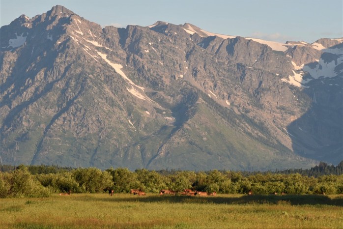Elk Herd at Willow Flats