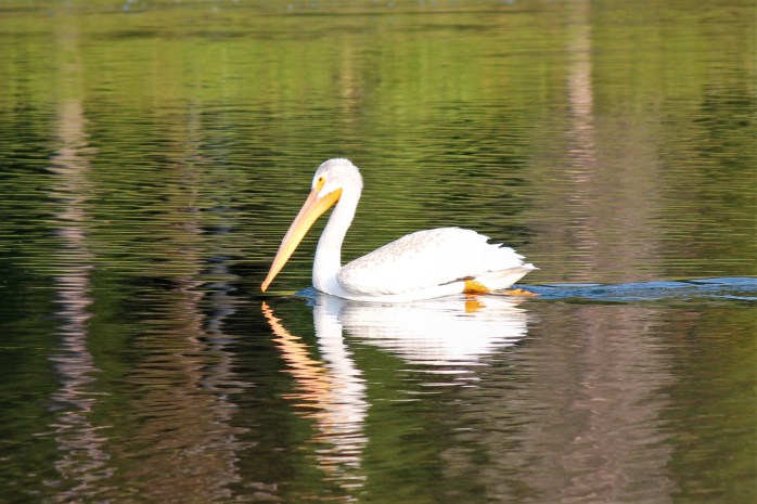 Pelican at Cattlemans Crossing