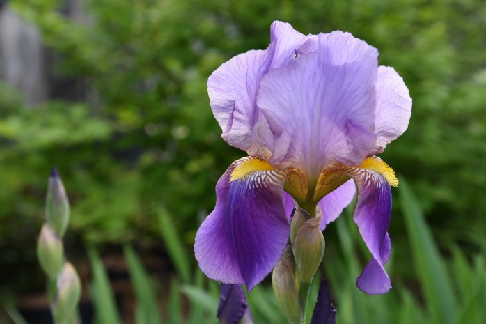 Iris
