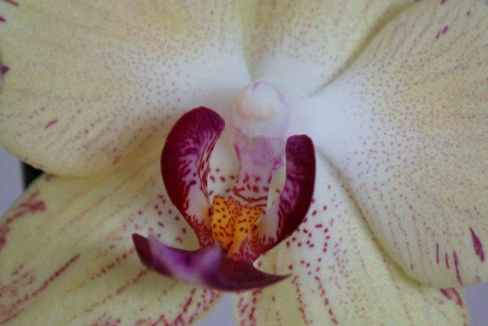 Orchid ISO 3200 cropped