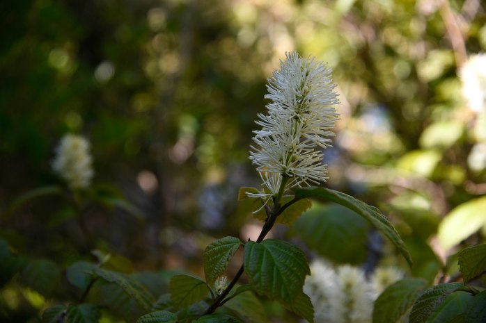 Fothergilla major (1 of 1)