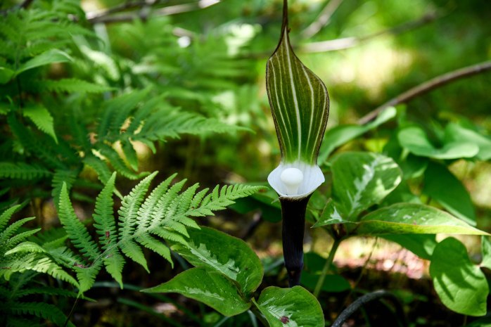 jack in the pulpit (1 of 1)