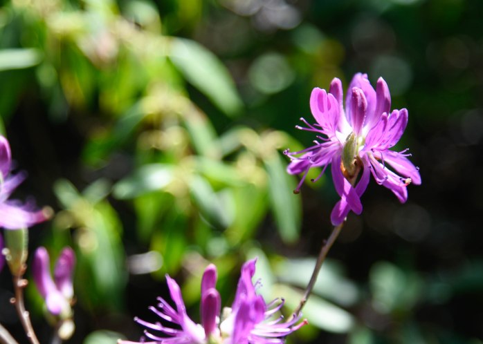 Rhododendron canadense (1 of 1)
