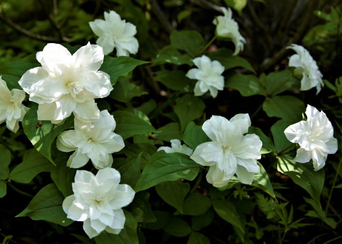 Trillium grandflorum 'Flore pleno'