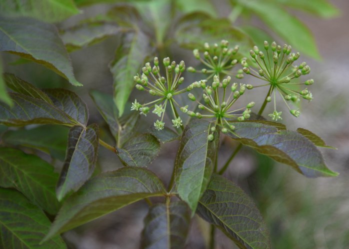 Wild Sarsparilla (1 of 1)