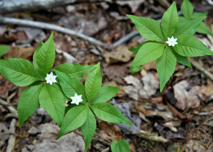 wildflower white flowers