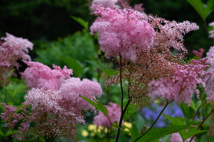 Filipendula (1 of 1)