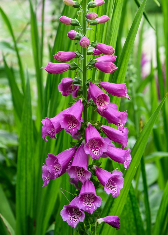 Foxglove (1 of 1)